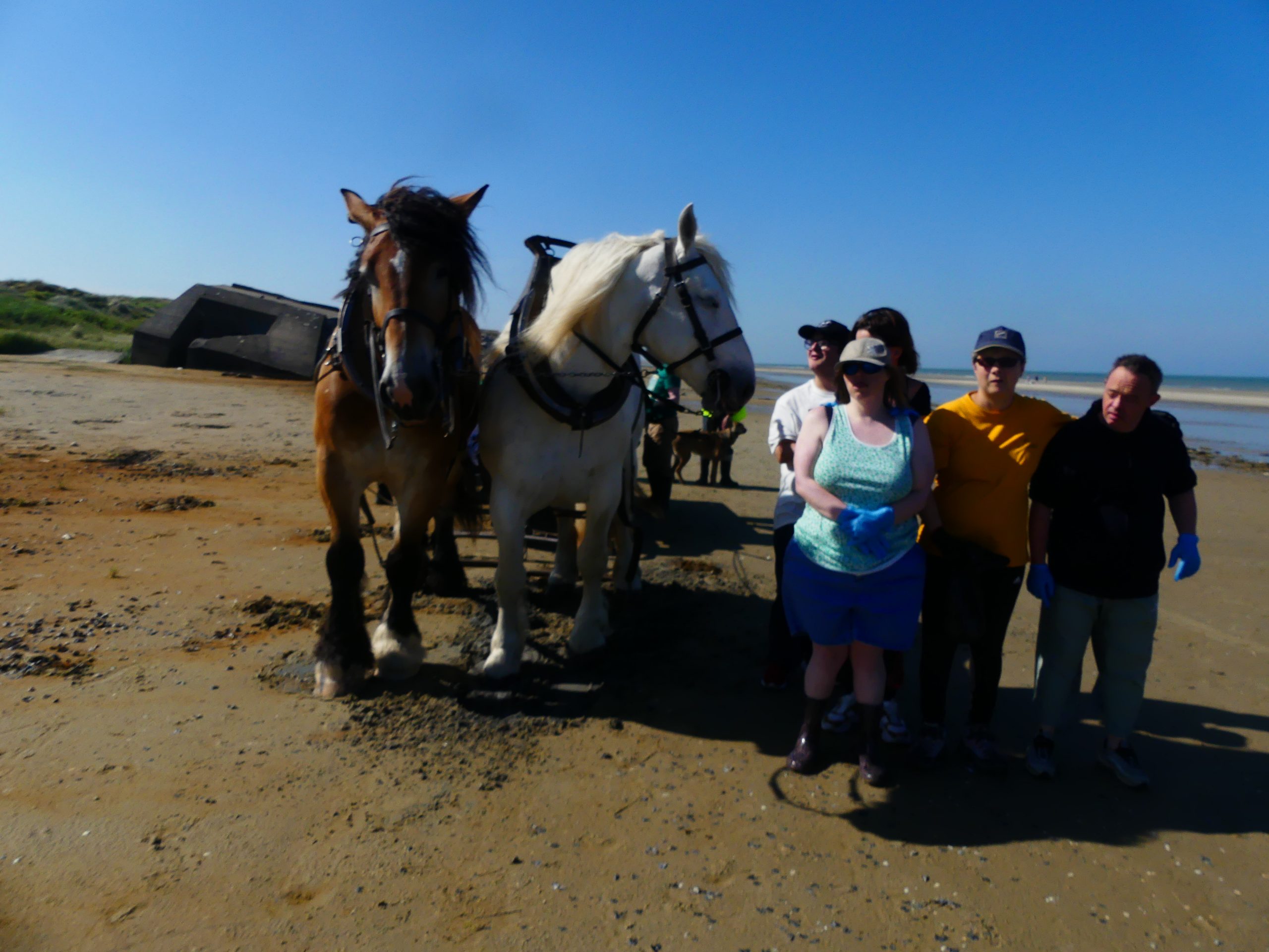ramassage des déchets sur la plage avec deux chevaux de trait